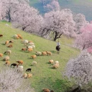 伊犁旅游 缩略图 7