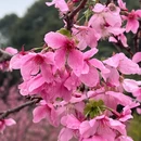 芜湖旅游 缩略图 14