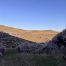 伊犁旅游 缩略图 3