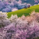 伊犁旅游 缩略图 3