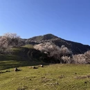 伊犁旅游 缩略图 9