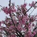 芜湖旅游 缩略图 15