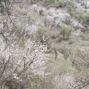 伊犁旅游 缩略图 6