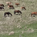 伊犁旅游 缩略图 18