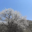 伊犁旅游 缩略图 7