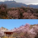 伊犁旅游 缩略图 11