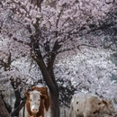 阿勒泰地区旅游 缩略图 3