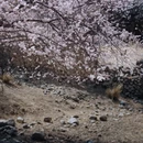 阿勒泰地区旅游 缩略图 5