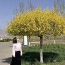 伊犁旅游 缩略图 10