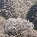 伊犁旅游 缩略图 2