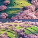 伊犁旅游 缩略图 4