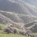 伊犁旅游 缩略图 5