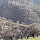 伊犁旅游 缩略图 7