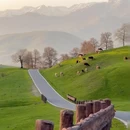 伊犁旅游 缩略图 10