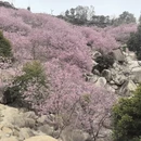 漳州旅游 缩略图 1
