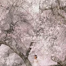 阿勒泰地区旅游 缩略图 2