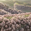 伊犁旅游 缩略图 6