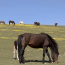 伊犁旅游 缩略图 1