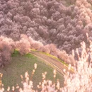 伊犁旅游 缩略图 1