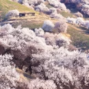 伊犁旅游 缩略图 2