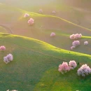 伊犁旅游 缩略图 5