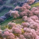 伊犁旅游 缩略图 1