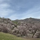伊犁旅游 缩略图 4