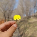 伊犁旅游 缩略图 3