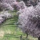 伊犁旅游 缩略图 1