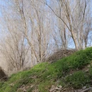 伊犁旅游 缩略图 5