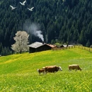 伊犁旅游 缩略图 2
