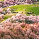 伊犁旅游 缩略图 3