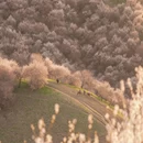 伊犁旅游 缩略图 12
