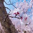伊犁旅游 缩略图 1
