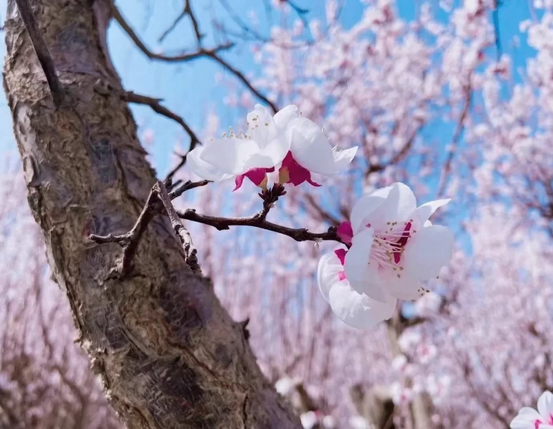 伊犁旅游 1