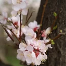 伊犁旅游 缩略图 7
