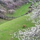 伊犁旅游 缩略图 3