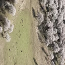伊犁旅游 缩略图 1