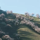 伊犁旅游 缩略图 3