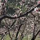 吐鲁番旅游 缩略图 1