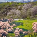 伊犁旅游 缩略图 5