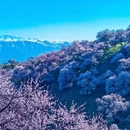 伊犁旅游 缩略图 2