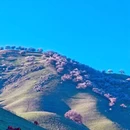 伊犁旅游 缩略图 5