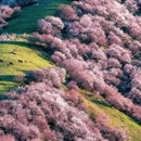 林芝旅游 缩略图 1