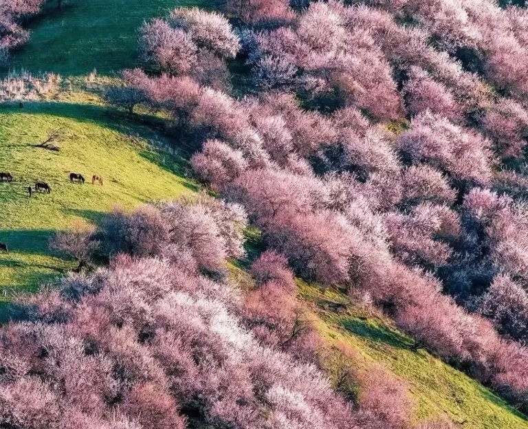 林芝旅游 1