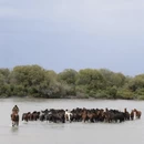 伊犁旅游 缩略图 15