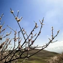伊犁旅游 缩略图 2
