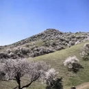 伊犁旅游 缩略图 3