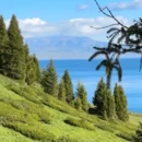 伊犁旅游 缩略图 6