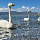 伊犁旅游 缩略图 5